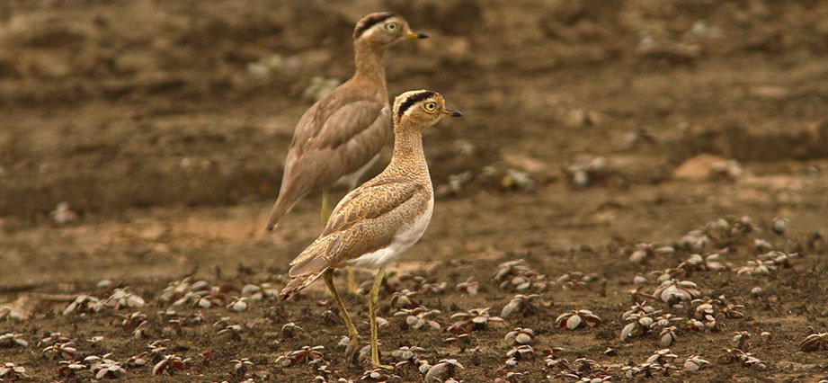Peruvian Birds and Culture